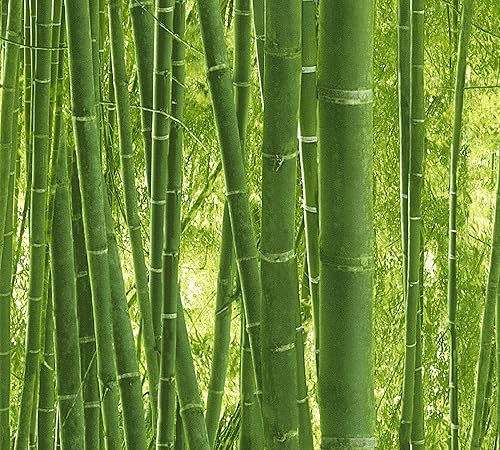 AS. IMMAGINE molto realistica Création parati autentici pareti di carta da parati 10,05 m x 0,53 m verde 938718 - Honorern